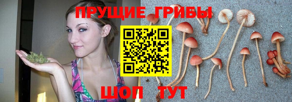 Галлюциногенные грибы GOLDEN TEACHER  цена наркотик  Новодвинск  Псилоцибиновые грибы Psilocybine cubensis  Вход с VPN 